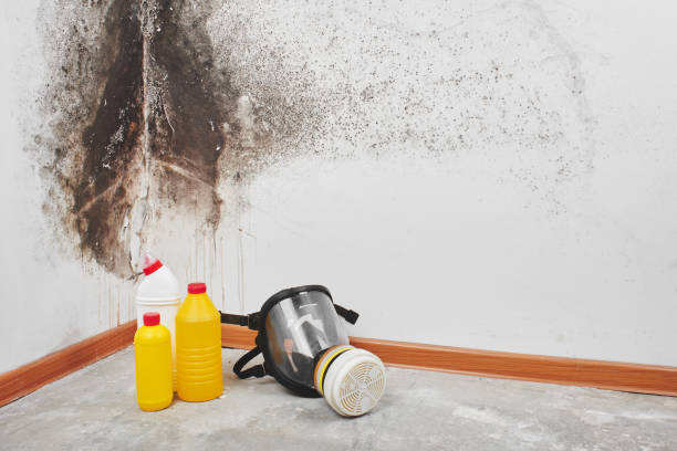  Amerin Nyon, CA Mold Removal Pros
