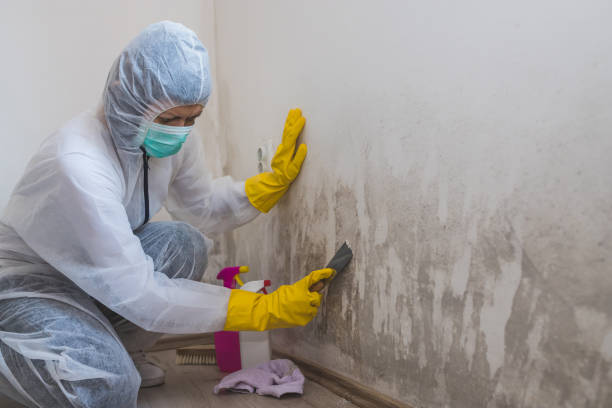 Best Mold Removal Company Near Me  in Amerin Nyon, CA