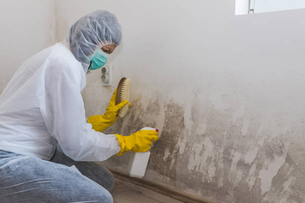Best Certified Mold Removal  in Amerin Nyon, CA