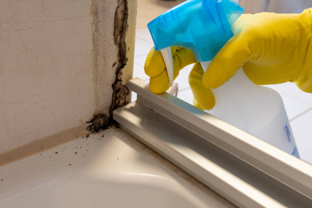 Best Mold Cleaning Services  in Amerin Nyon, CA