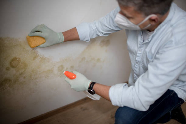Best Home Mold Removal  in Amerin Nyon, CA