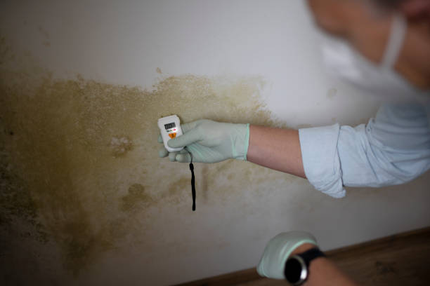Trusted American Canyon, CA Mold Removal Experts