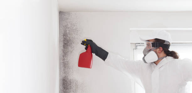 Best Best Mold Removal Companies  in Amerin Nyon, CA
