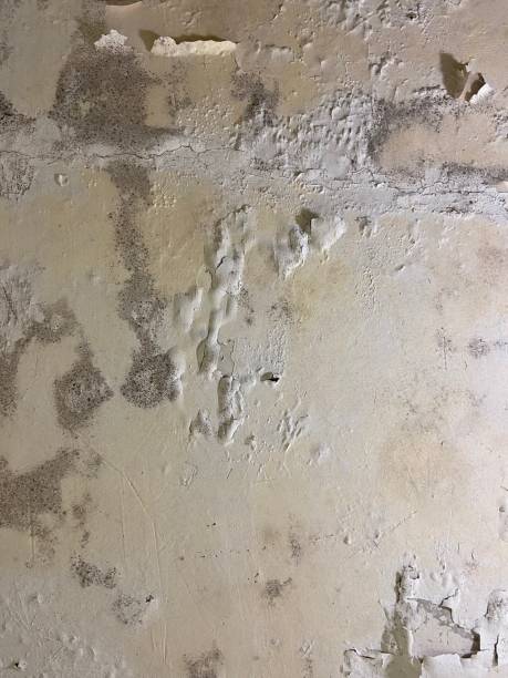 Best Emergency Mold Removal  in Amerin Nyon, CA