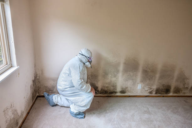 Best Commercial Mold Removal  in Amerin Nyon, CA