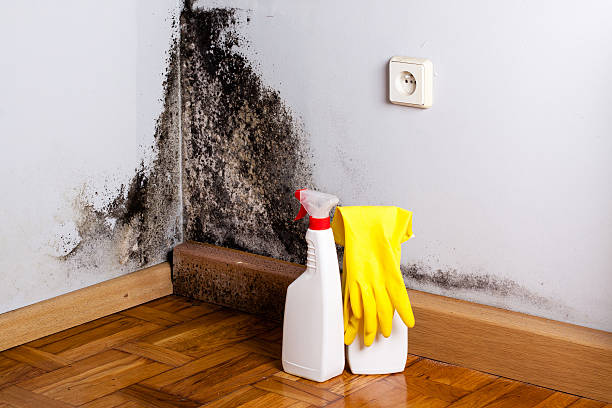 Best Mold Testing  in Amerin Nyon, CA